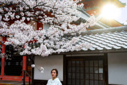 Japan_Sakura_2025 (22/79)